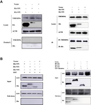 Transmembrane Protein 39A Promotes the Replication of Encephalomyocarditis Virus via Autophagy Pathway